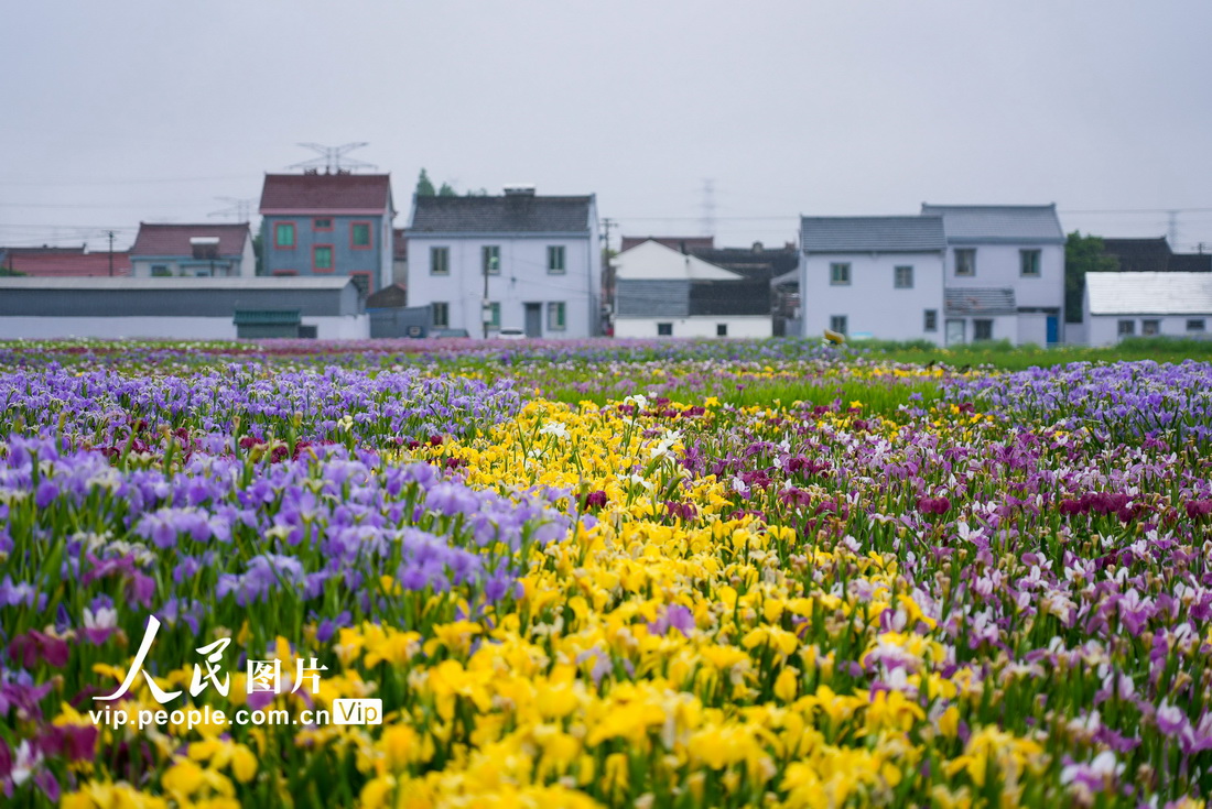 浙江宁波：五彩花海扮靓乡村