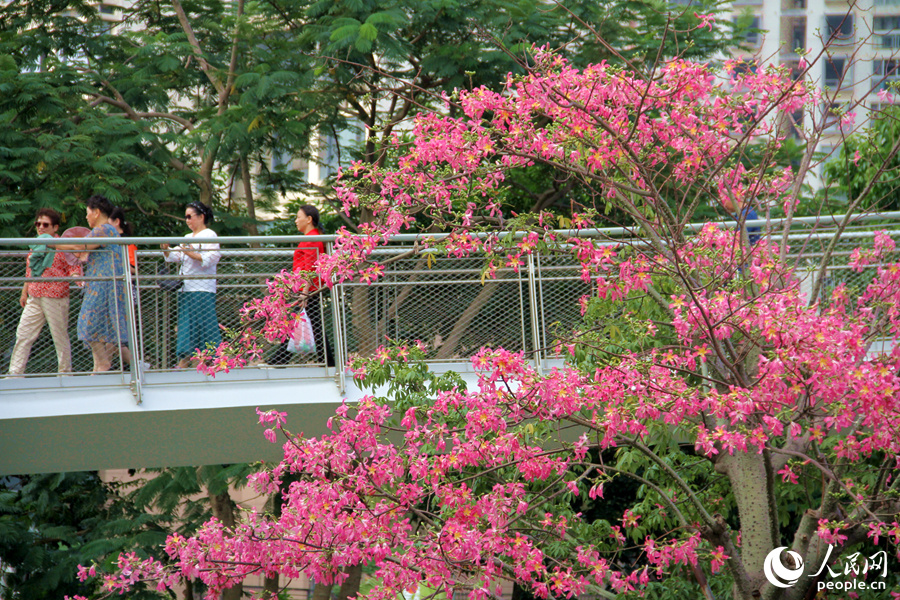 厦门山海健康步道两侧“美人树”花朵竞相绽放。人民网记者 陈博摄