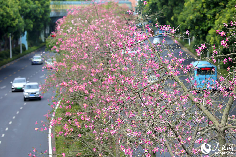 厦门莲前东路整排“美人树”为道路描出一条粉色彩带。人民网记者 陈博摄