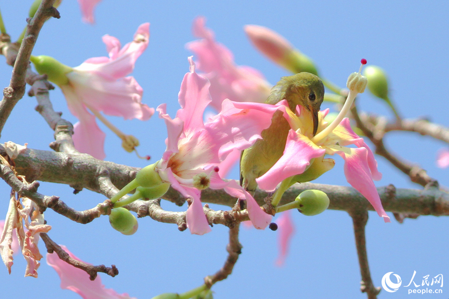 厦门白鹭洲公园内，叉尾太阳鸟在枝头采食花蜜。人民网记者 陈博摄