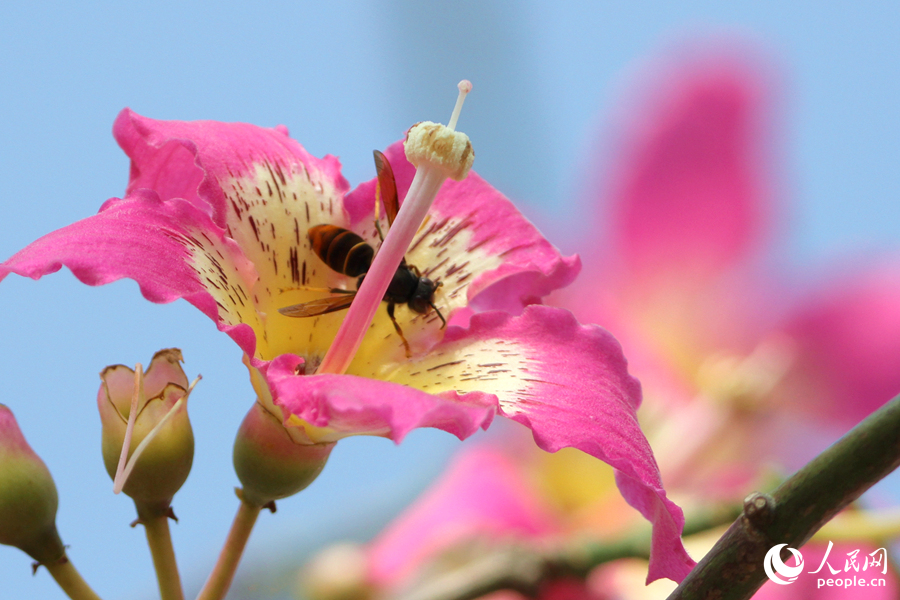 黄蜂在美丽异木棉花朵中采蜜。人民网记者 陈博摄
